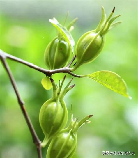 梔子中藥功效|醫砭 » 神農本草經讀 » 梔子